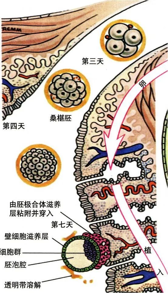 胚胎移植是否成功，和这个因素也有关！