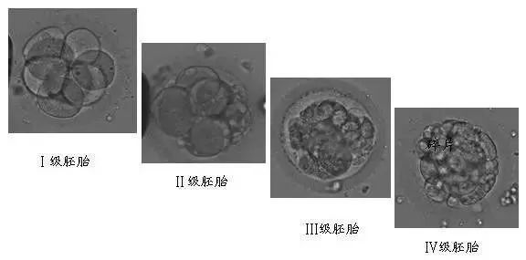 试管婴儿中为什么解冻后的胚胎还会掉等级？