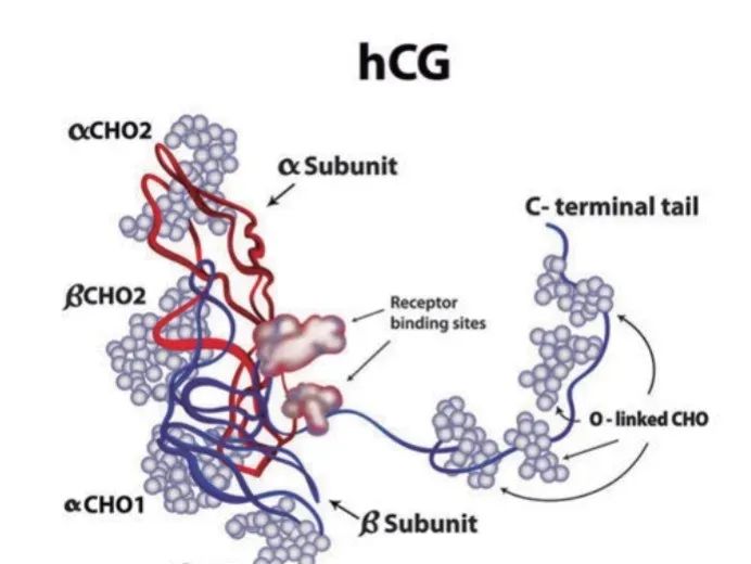 怀孕必查的HCG，你究竟了解多少？