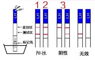 卵子质量怎么看？这六个自测方法要知道！