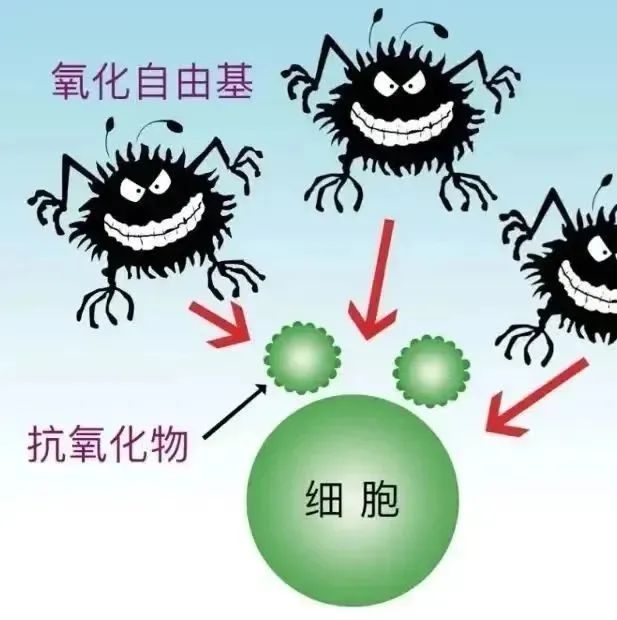 养卵第一步，减少过度氧化带来的伤害！