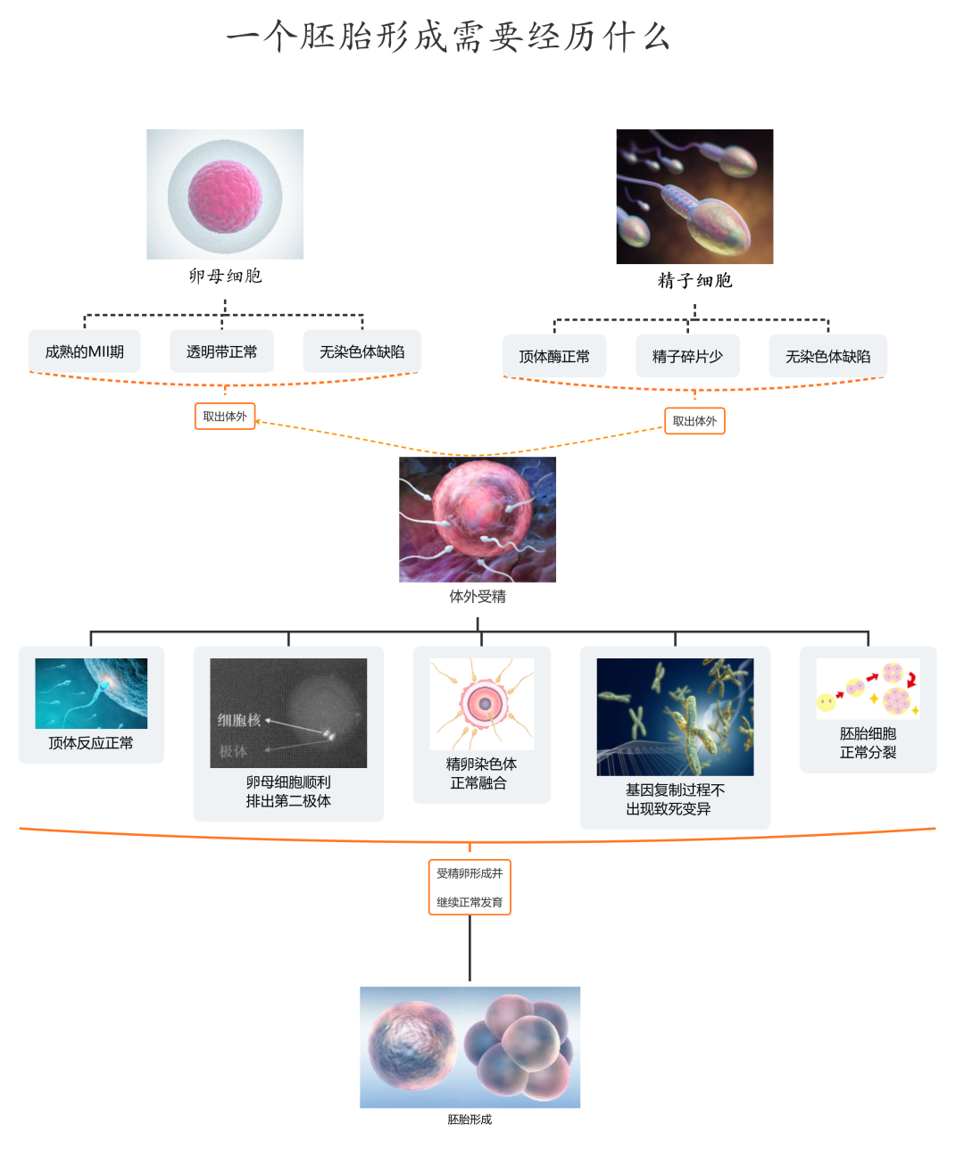 取卵数量多，为什么只配成几个胚胎？