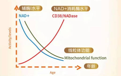 改善线粒体功能最简单的方法，别说你不知道！