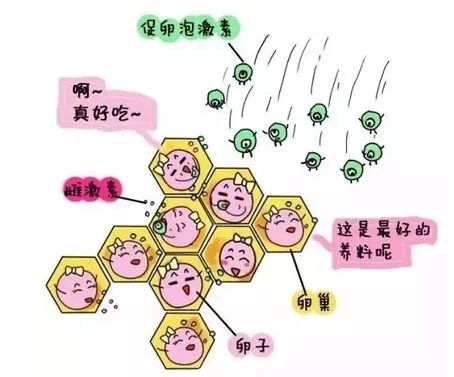 做试管前先了解这3个「潜规则」，让你少走弯路！