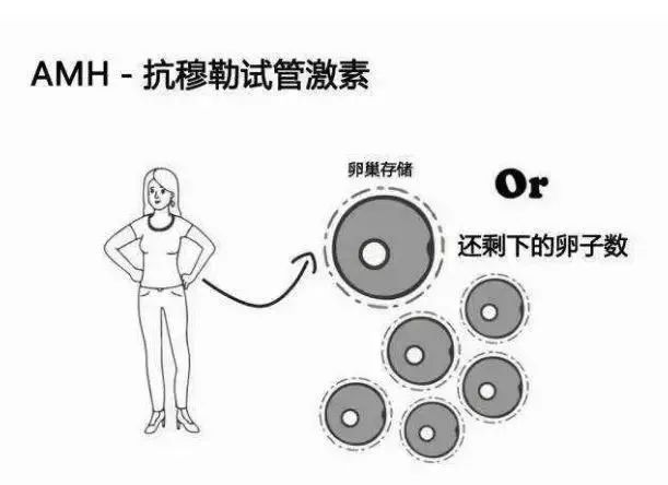 提升AMH，这个办法可扭转低生育困局！