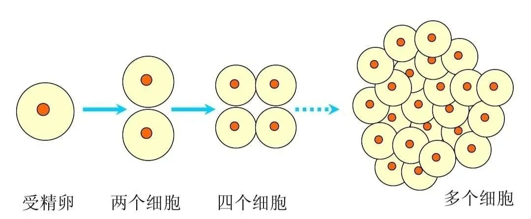 取卵数量多，为什么只配成几个胚胎？