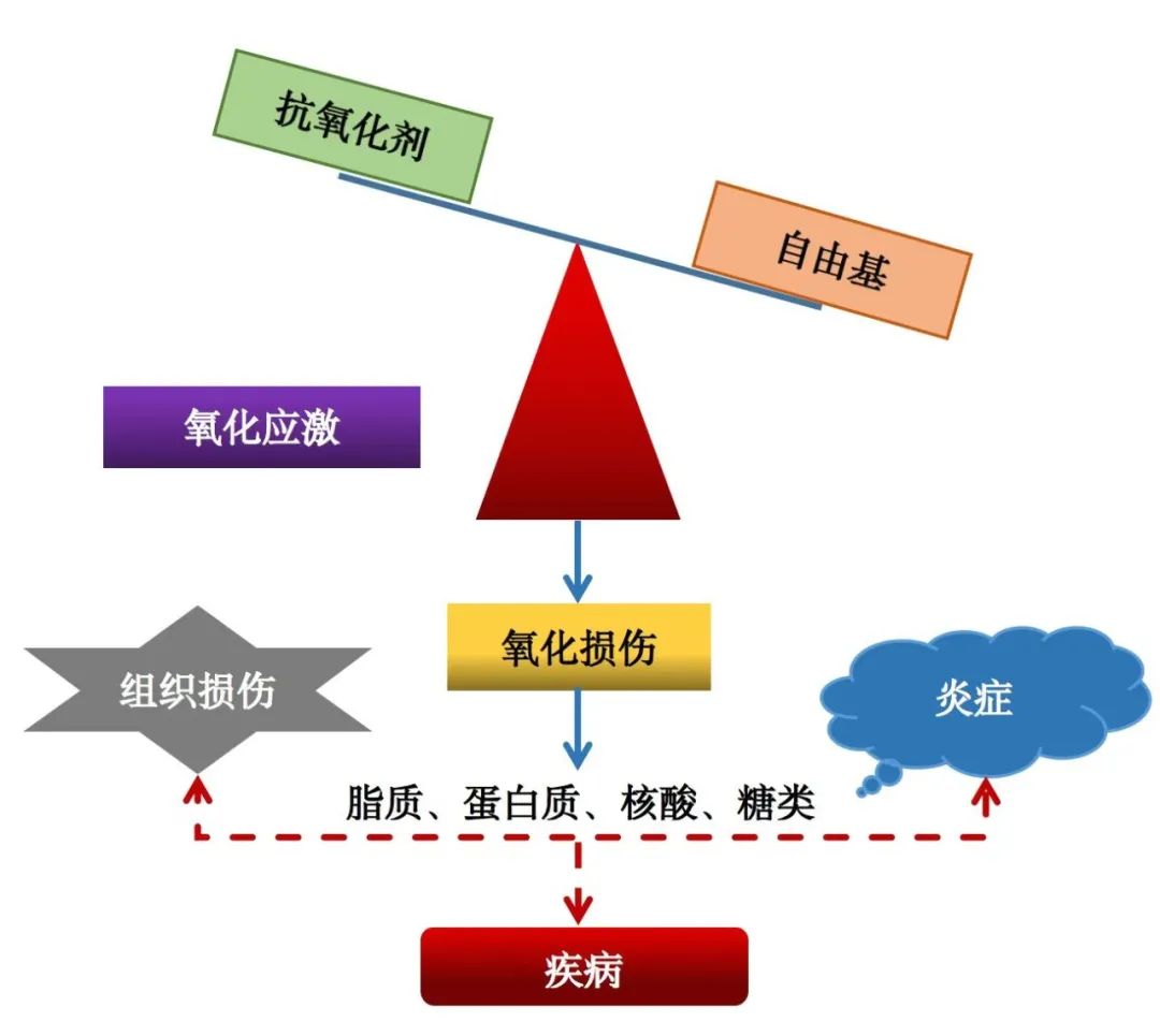 关于男性腹型肥胖对精液质量的影响！