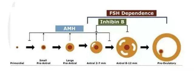 看不懂性激素六项和AMH检测报告？这篇文章教你！