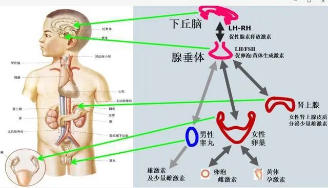 关于男性腹型肥胖对精液质量的影响！