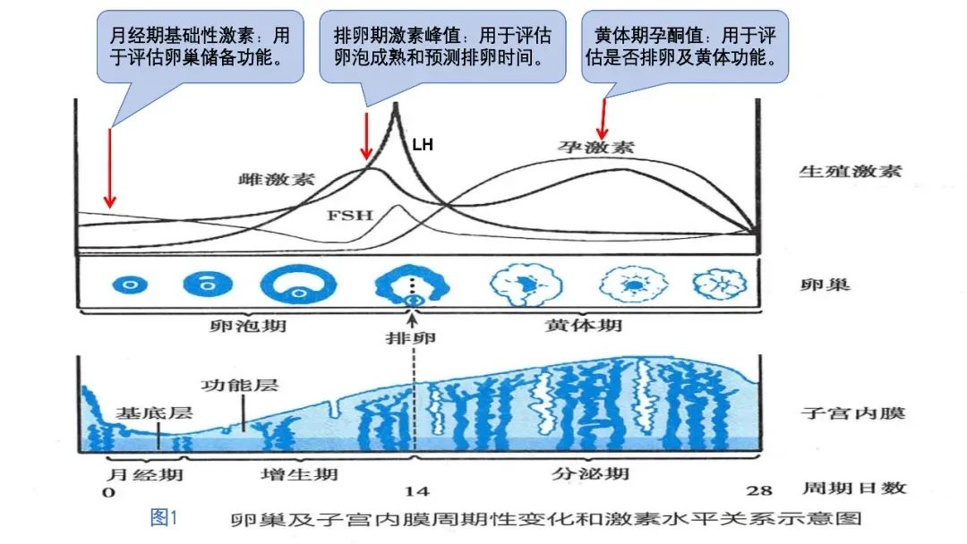 性激素六项怎么看？一文教你读懂！