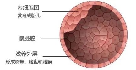 三代试管大揭秘：胚胎活检是什么？