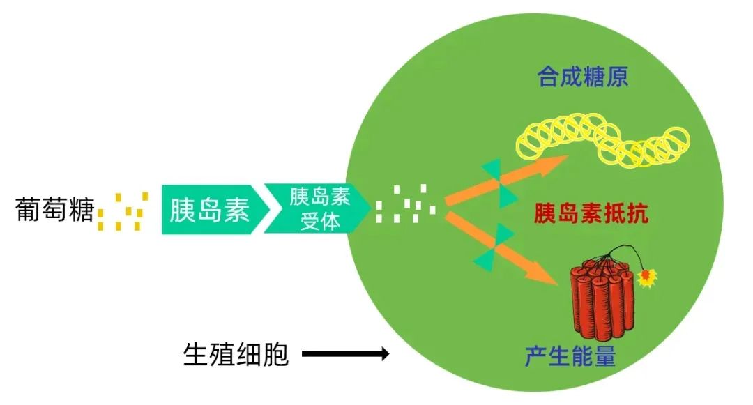 要警惕这项指标，它的危害性比高龄更严重！