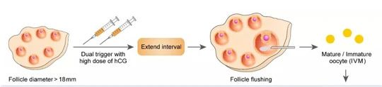 连续促排会不会影响卵子质量？真相在这里！