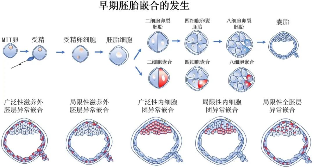 三代试管大揭秘：胚胎活检是什么？