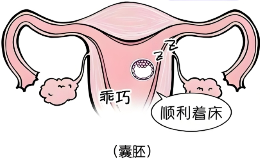 AA和6AA囊胚哪个更好？"