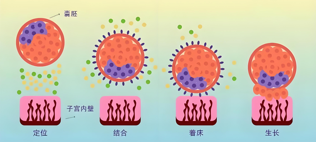 胚胎移植后，如何调整“吃、穿、住、行”？
