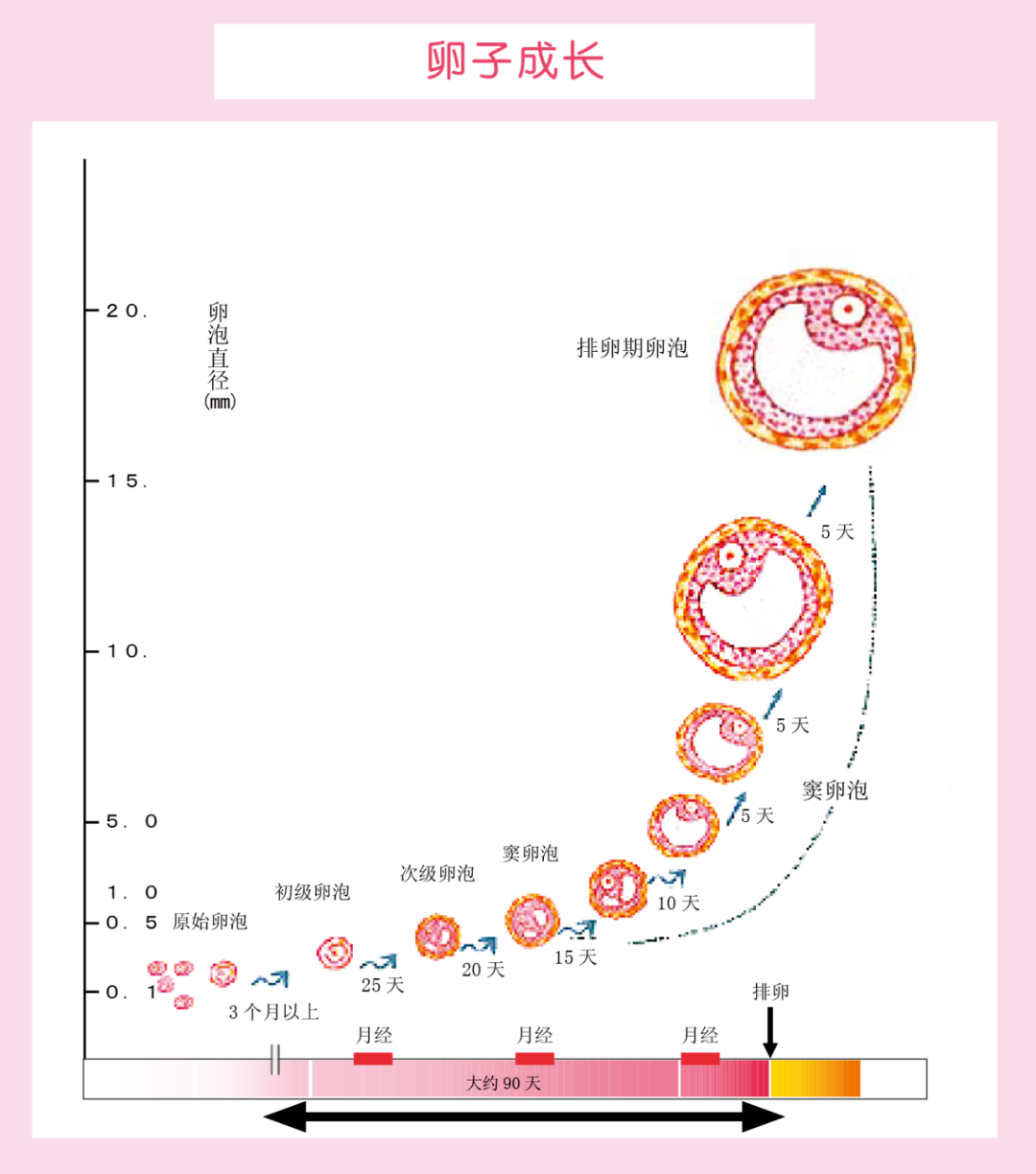 超详细的卵泡“成长史”，看完你全懂！