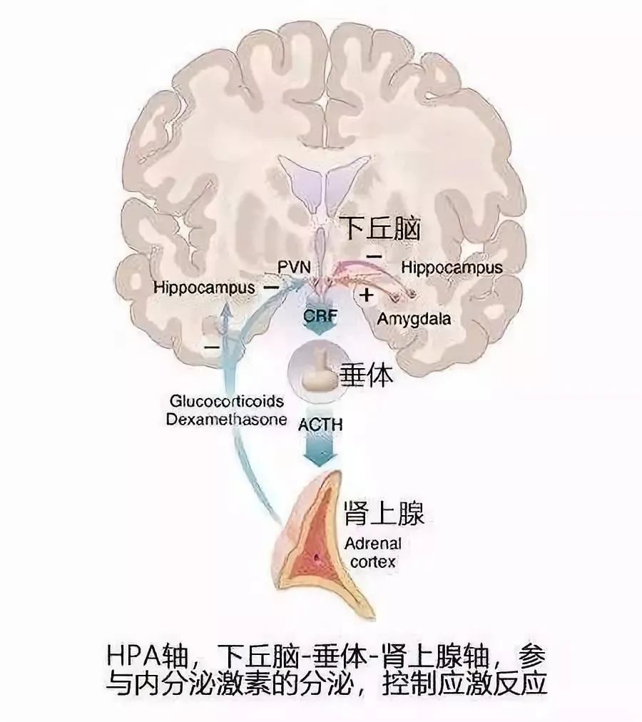 国家喊你减肥啦！但要注意避开这3个坑