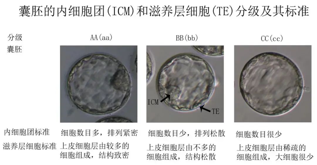 AA和6AA囊胚哪个更好？"