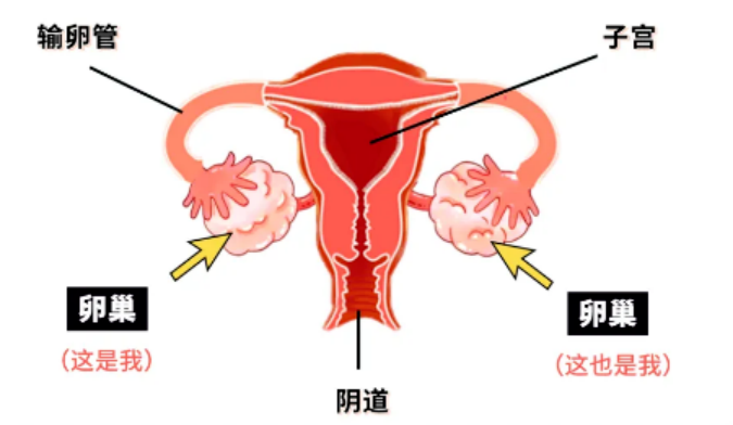 有些卵巢早衰，从出生那一刻就决定了.....
