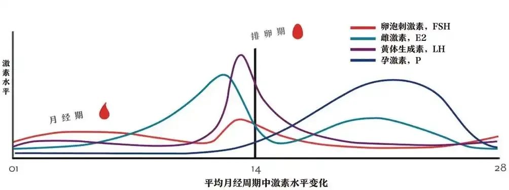 内膜薄怎么办？这3办法让内膜涨涨涨！