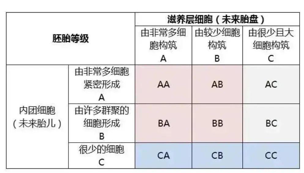 胚胎养成记：4BB和3AC哪个更好？