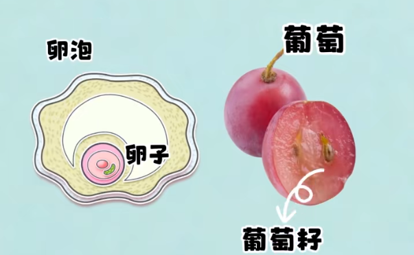 卵泡又大又圆，为何卵子质量却很差？