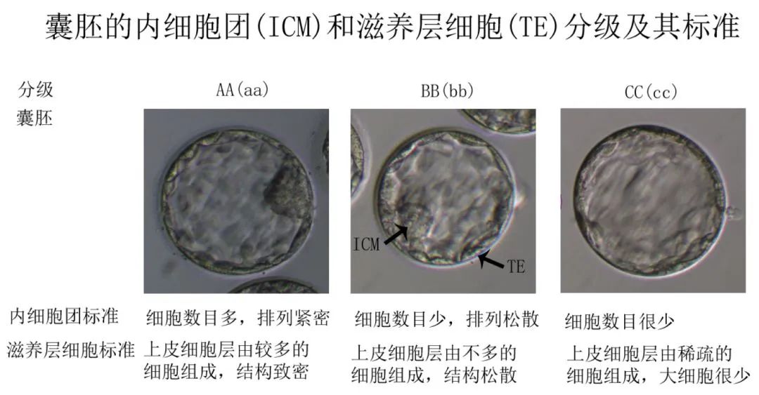 为什么你养囊总失败? 90%都是因为这3个坑！