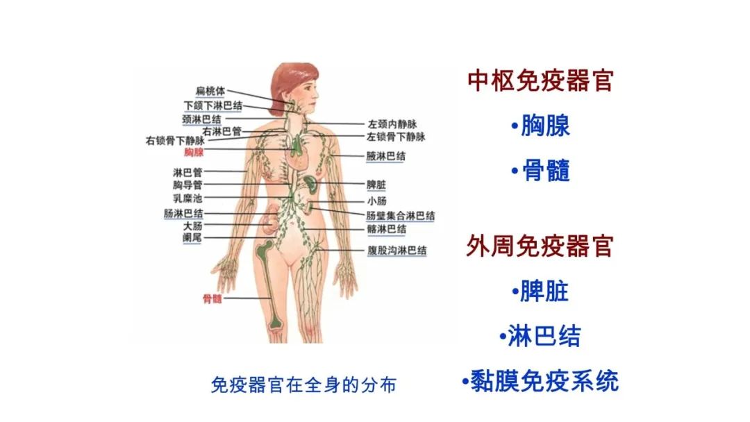 备孕多年没成功？可能是免疫系统“失控”了！