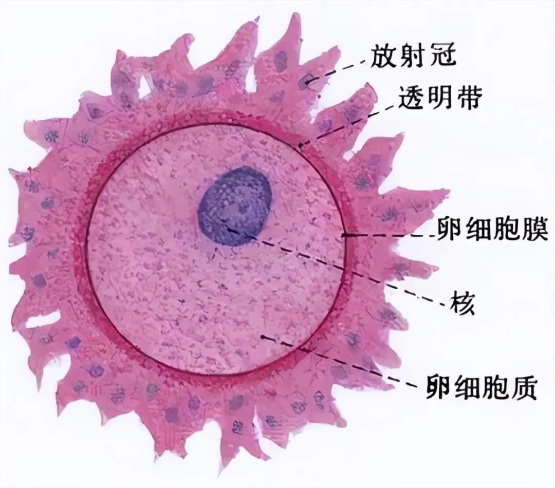 卵子成熟障碍，还有机会怀孕吗？