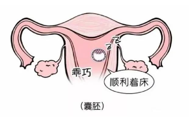 数量多≠成功率高！移植颗数这样选