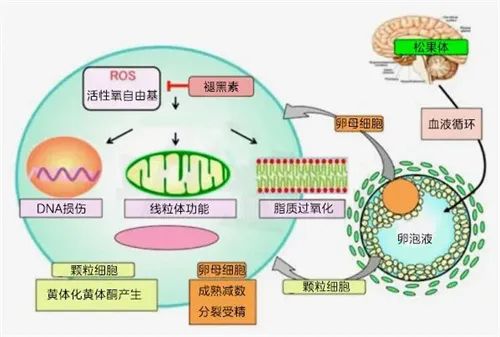 护卵防衰！35+备孕不可或缺的抗氧化补剂