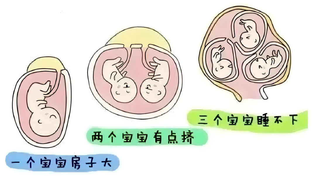 数量多≠成功率高！移植颗数这样选