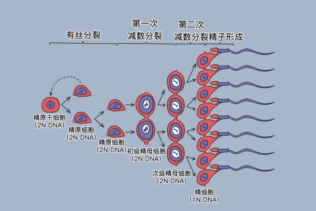 “养精”蓄锐正当时！这份精子“抢救”方案请收好