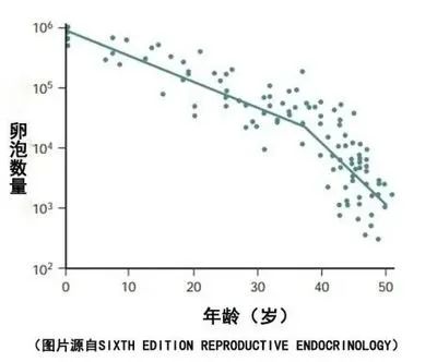 人会变老，卵母细胞也会变老吗?