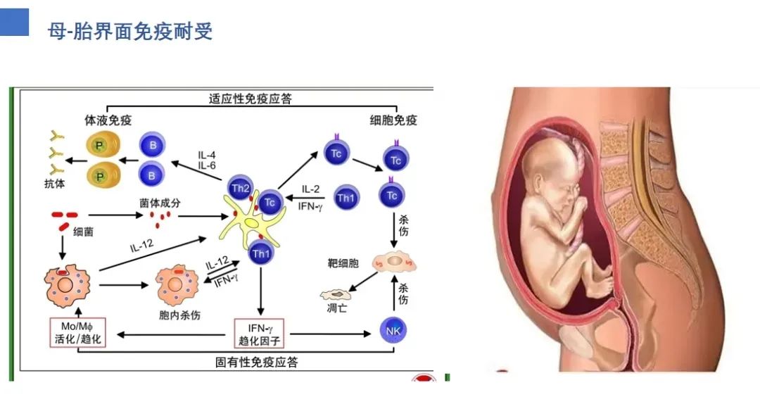 免疫系统也会“认错胚胎”？复发性流产的隐藏真相！