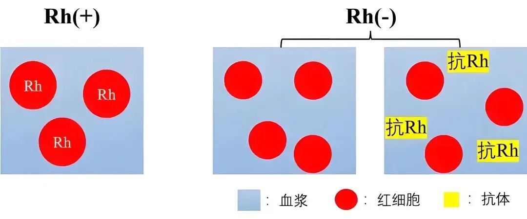 择偶标准又+1！找对象还得看血型？