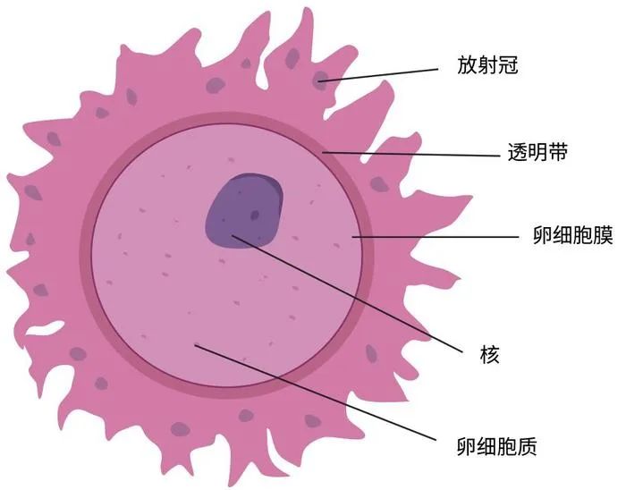 人会变老，卵母细胞也会变老吗?