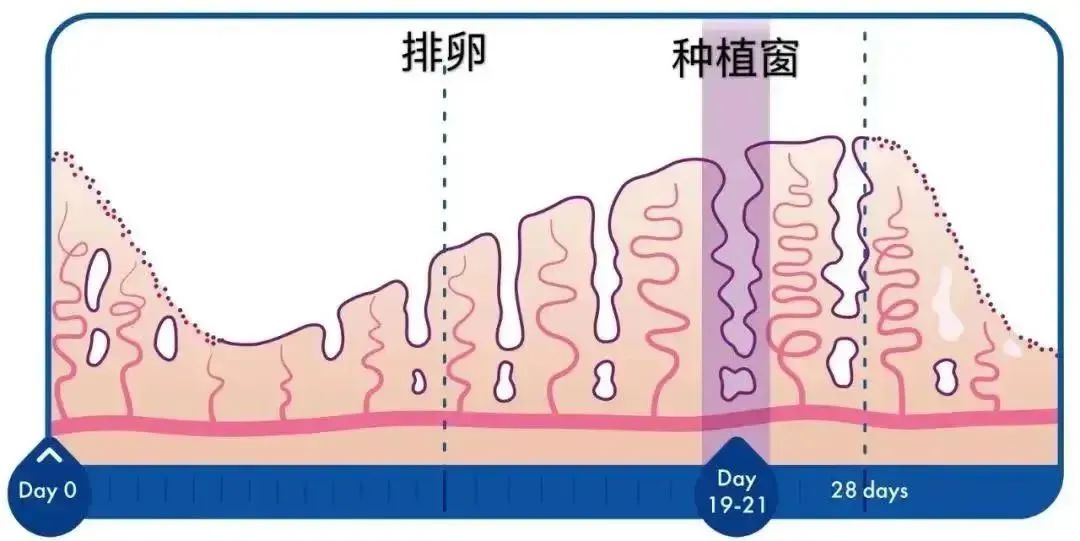 多次移植不着床？胚胎移植“黄金窗口”了解一下！