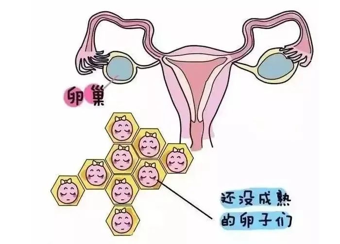 卵子成熟障碍，还有机会怀孕吗？