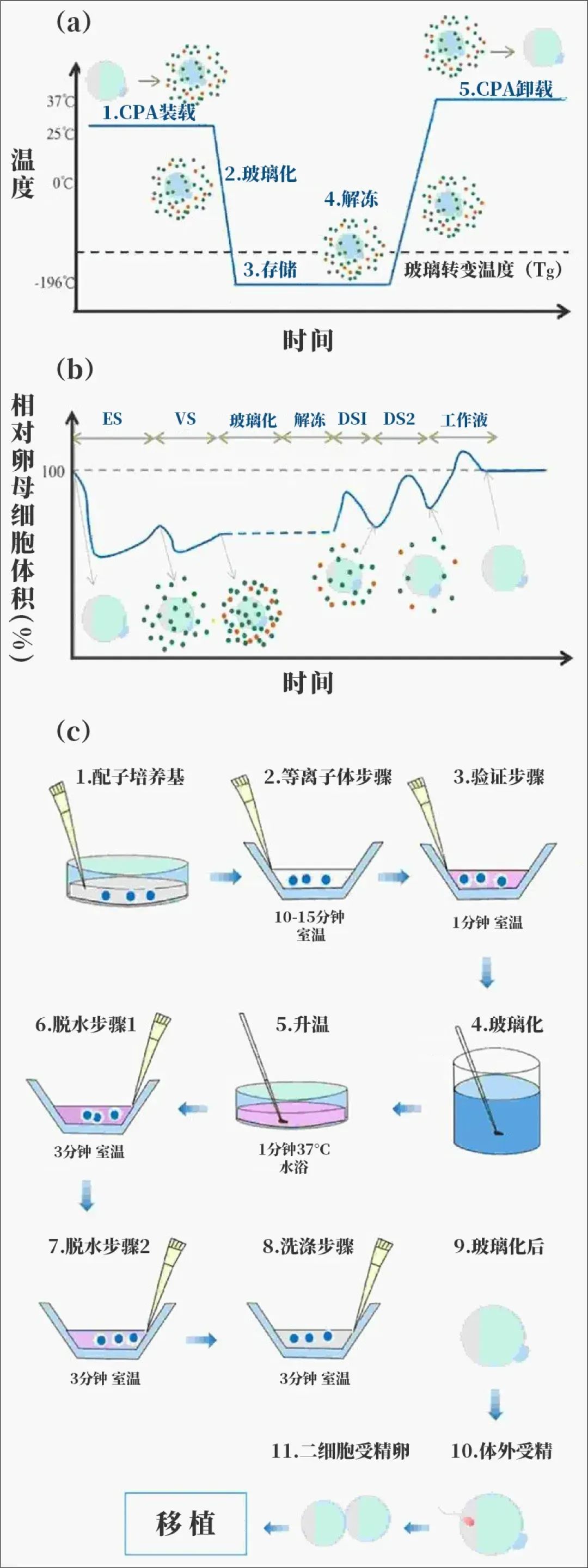 从抗癌战士到母亲：那些被冷冻的希望与重生