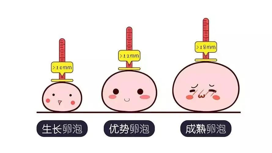 卵泡总是不成熟？赶紧查查这4个原因！