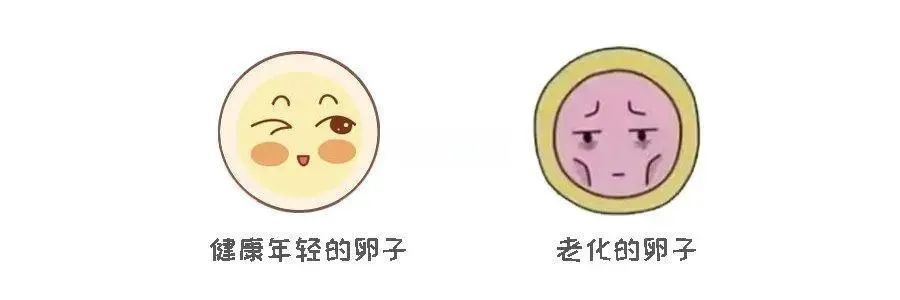 从卵子到胚胎：时间为何成为染色体异常的“催化剂”？