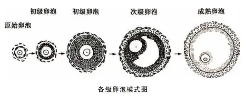 5岁养出优质囊胚，这个养卵方法值得收藏！"