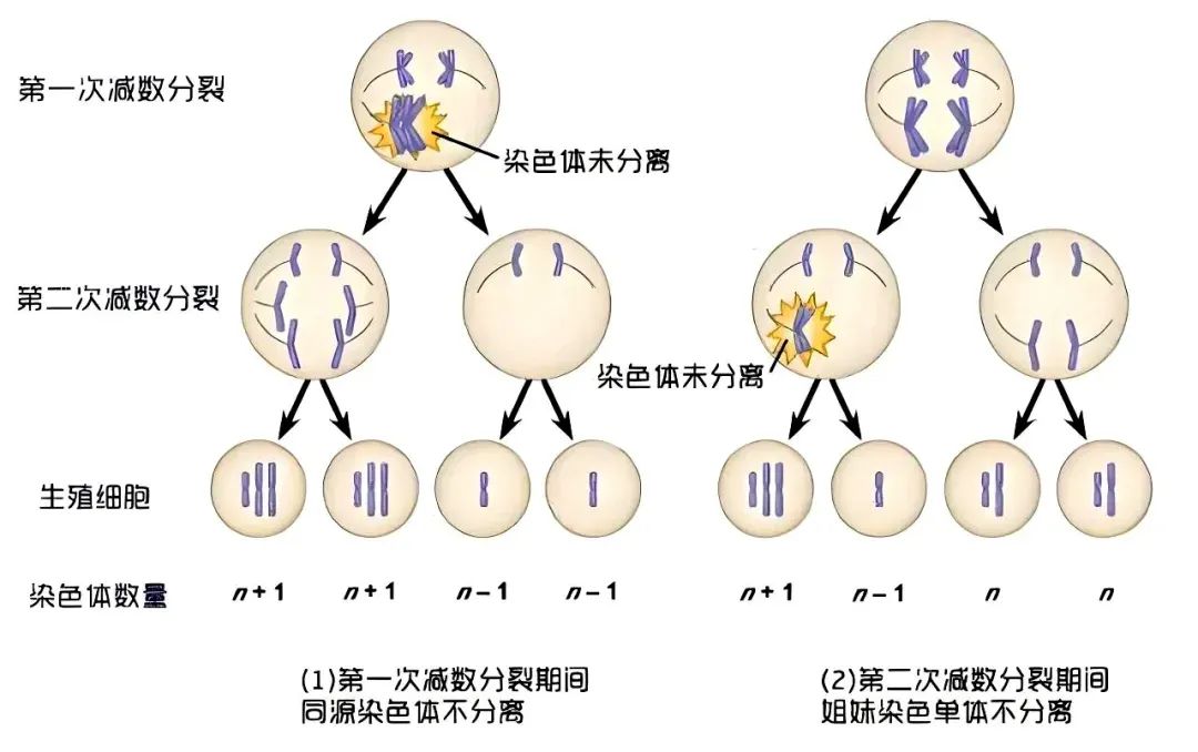 建议收藏！卵子「未老先衰」的2大原因