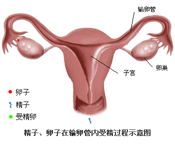想怀孕，为什么医生却建议我切除输卵管？
