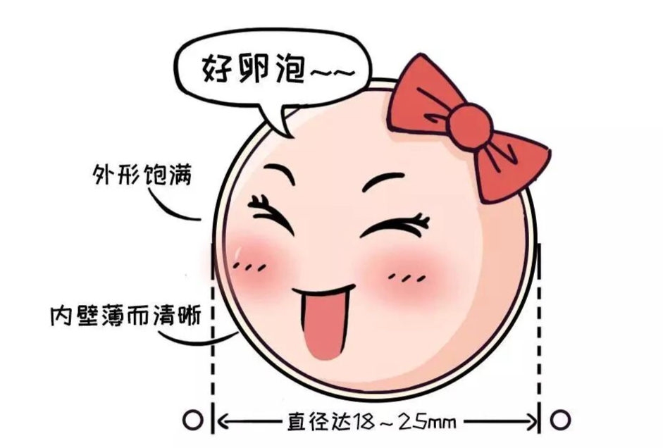 “卵多胚少”之谜：为什么获卵数与胚胎数不一致？