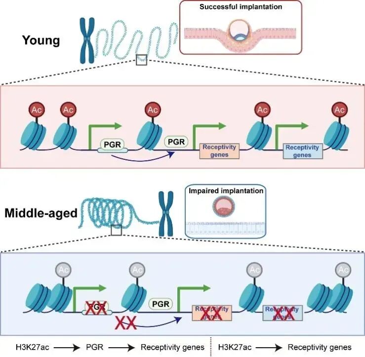 为什么说子宫衰老也是生育的“隐藏杀手”？