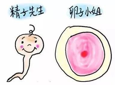 拒绝焦虑！了解这2个「试管内幕」，让你快速抱娃