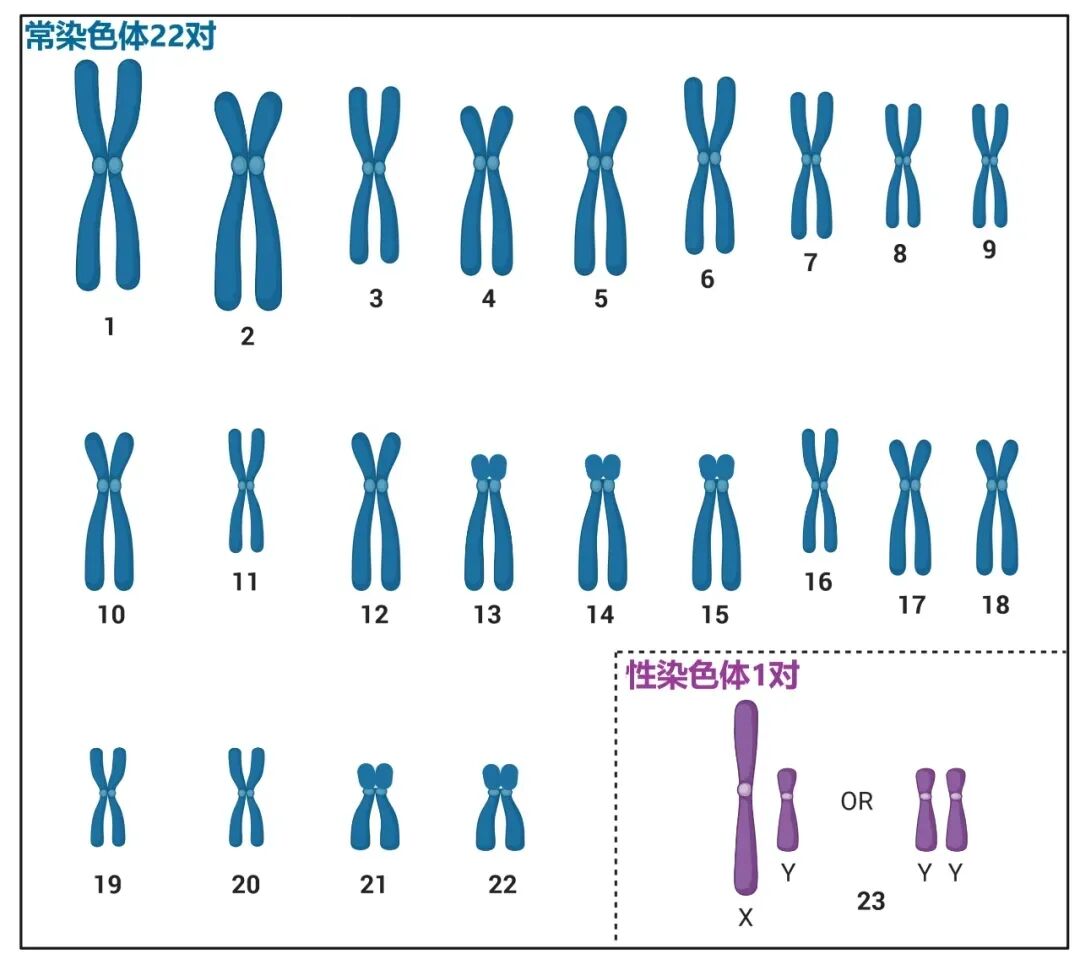 囊胚优不优质，PGT检测报告来揭秘！